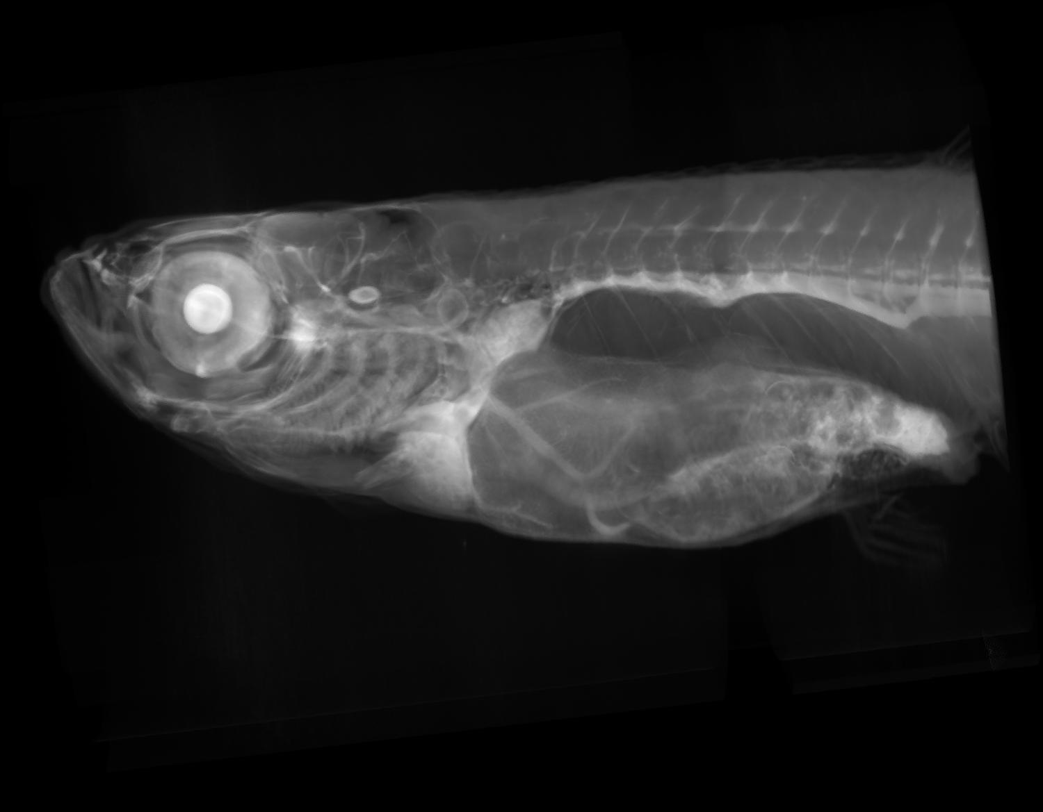 zebrafish 14mm side view