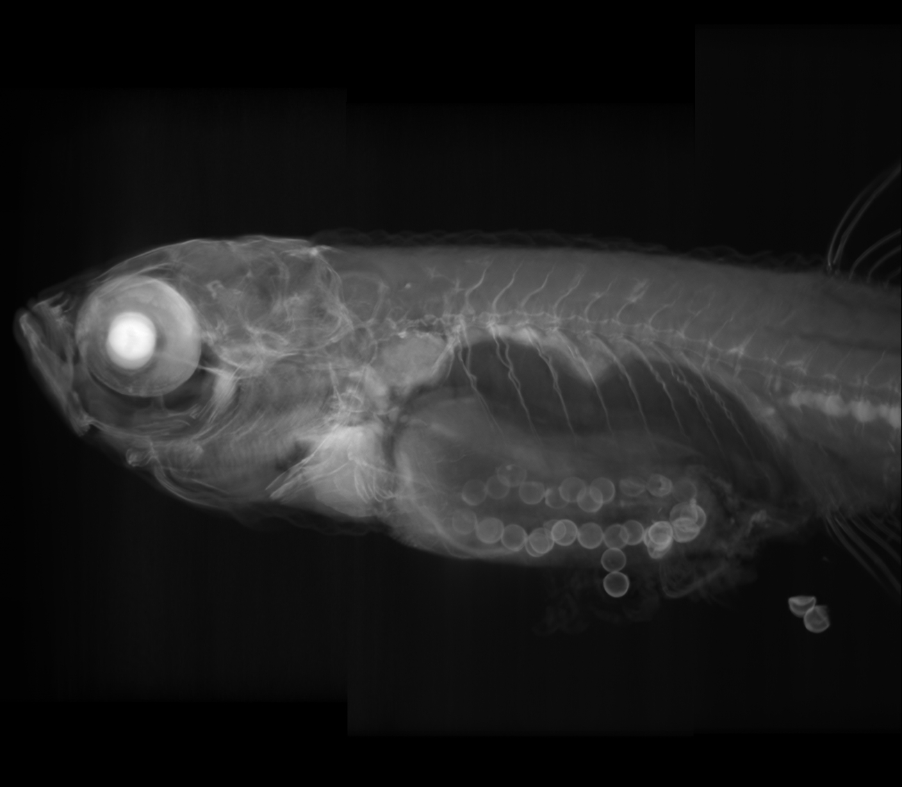 zebrafish 17mm side view